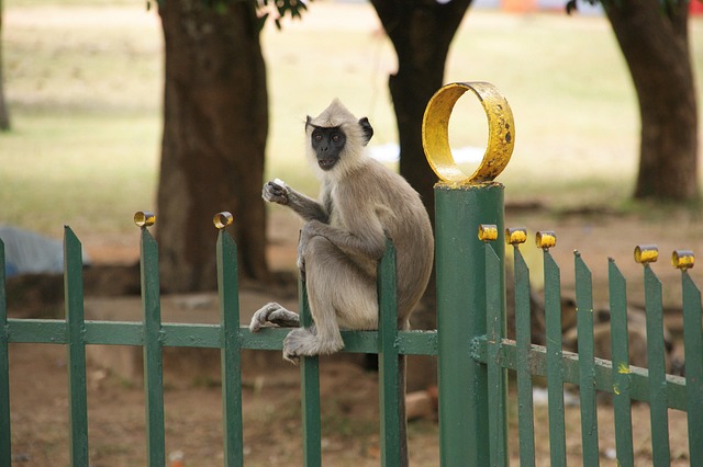 bangladesh vs sri lanka