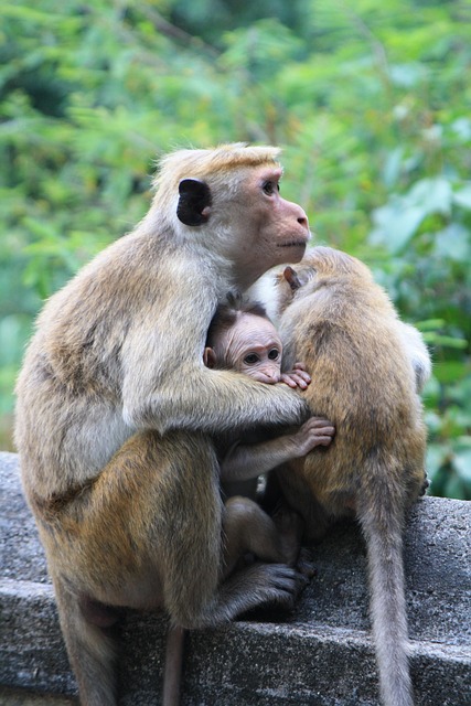 bangladesh vs sri lanka
