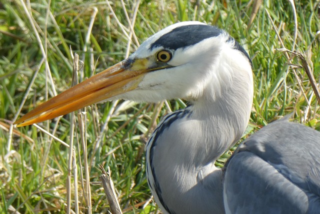 FIFA Club World Cup: Green Initiatives and Lasting Legacy