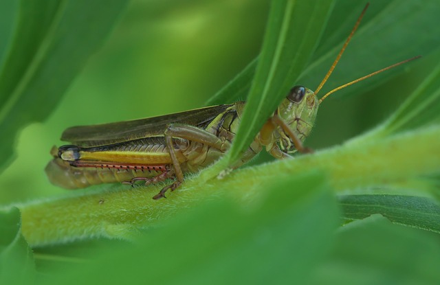 Pakistan vs. Bangladesh: Uncovering Batting Trends in ODIs