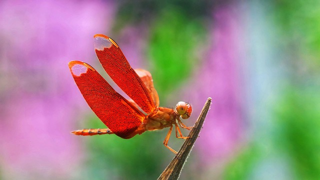 pakistan vs bangladesh