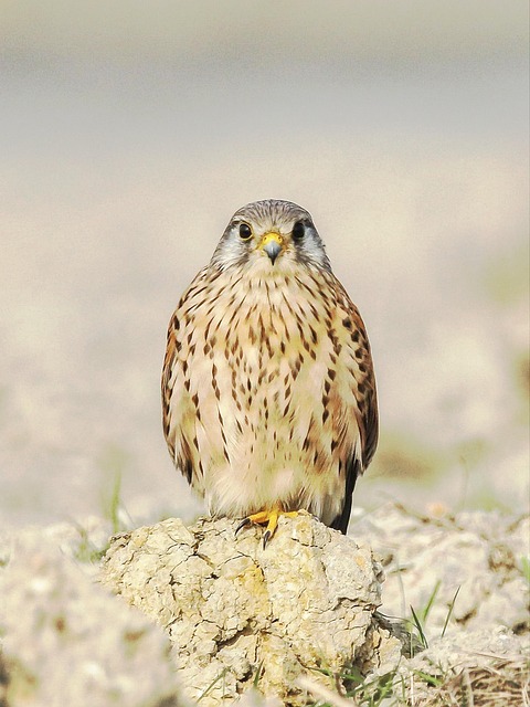 pakistan vs bangladesh