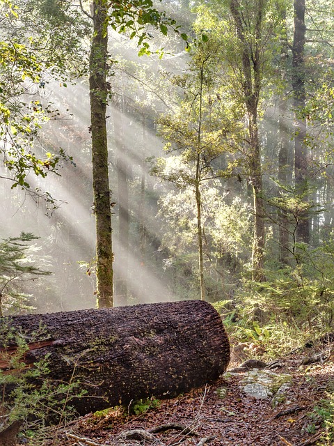 pakistan vs bangladesh