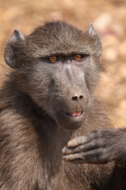 south africa vs zimbabwe