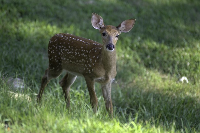 west indies vs pakistan