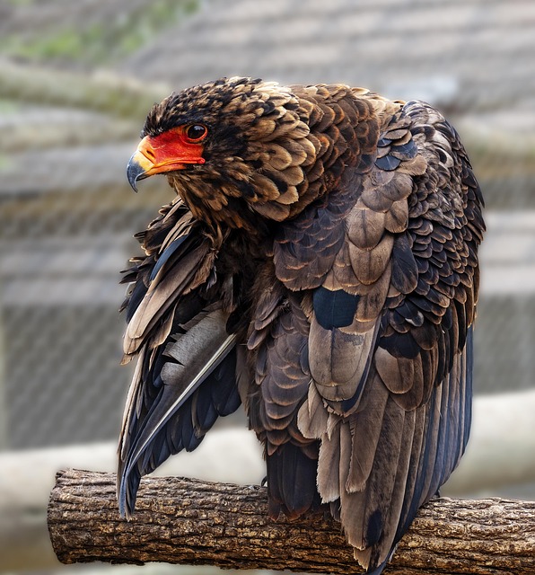 australia vs south africa