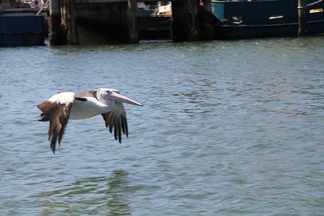 australia vs west indies
