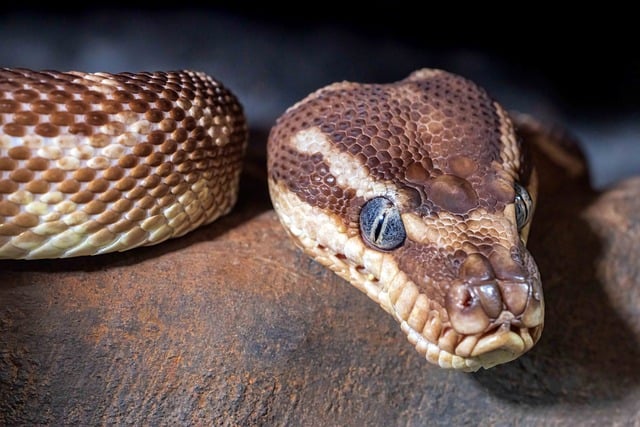 australia vs west indies