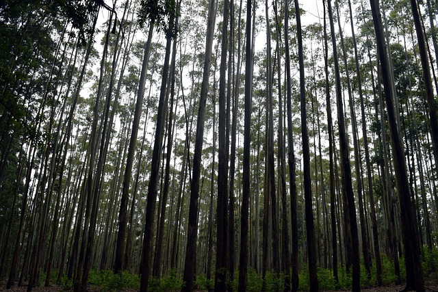 bangladesh vs sri lanka