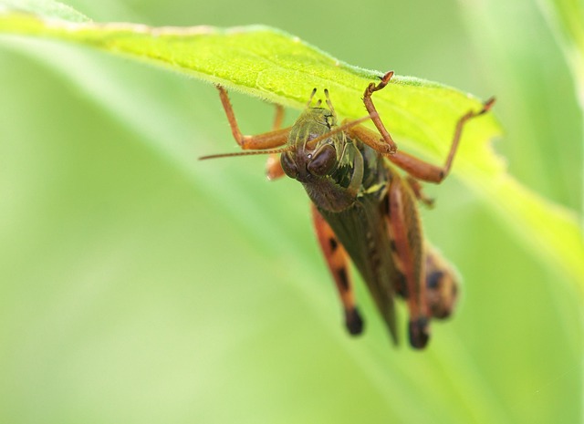 Optimizing Cricket Team Safety: Comprehensive Injury Prevention Strategies