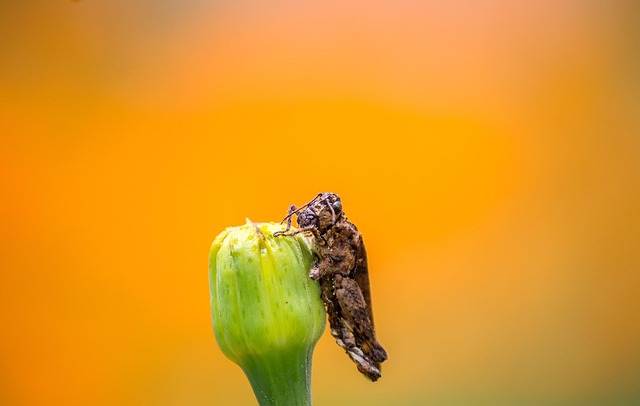 England cricket team