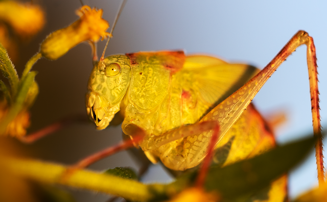 England cricket team