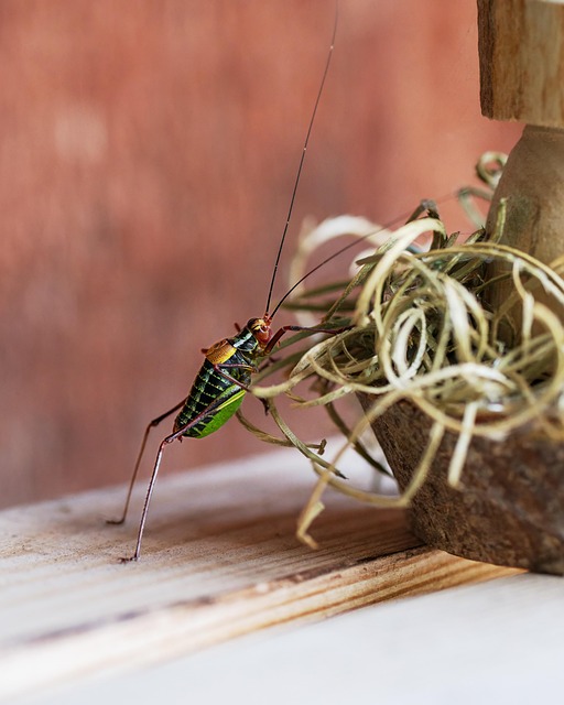 pakistan national cricket team vs bangladesh national cricket