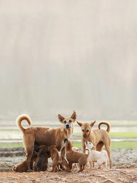 pakistan vs bangladesh