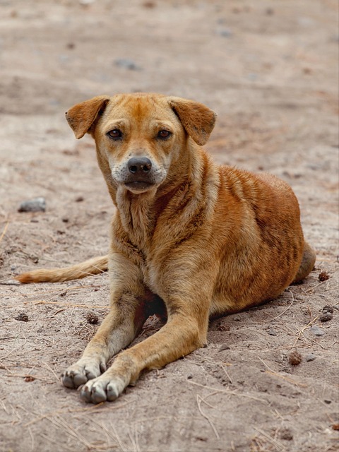 pakistan vs bangladesh