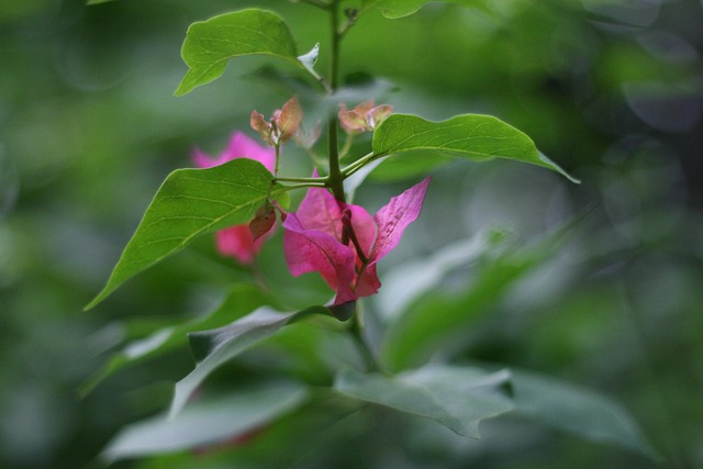pakistan vs bangladesh