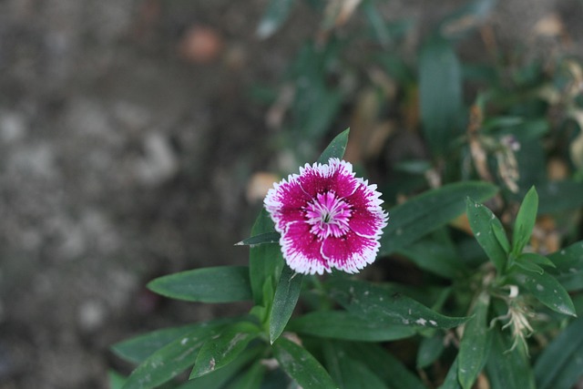 pakistan vs bangladesh