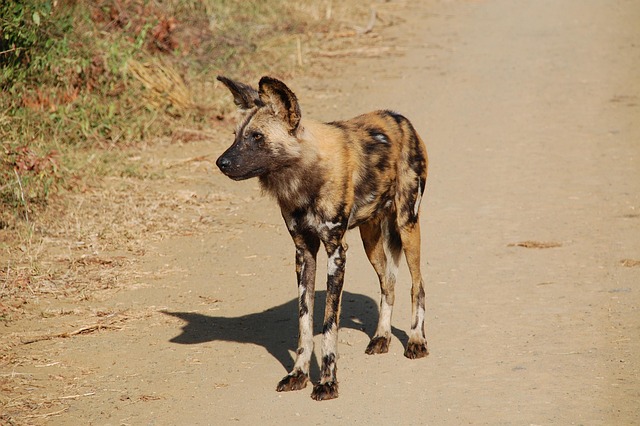 Top Expat Neighborhoods in South Africa’s Johannesburg