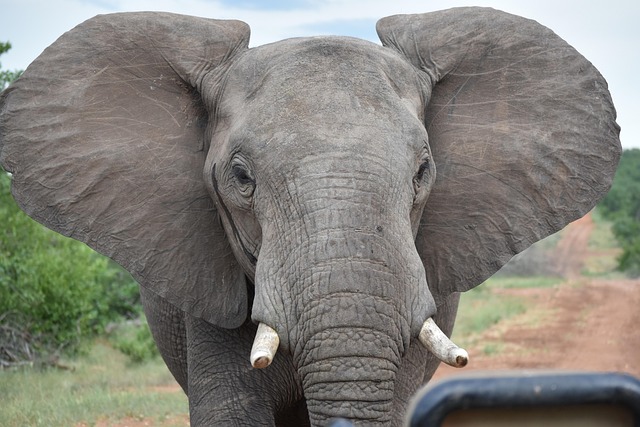 south africa vs zimbabwe