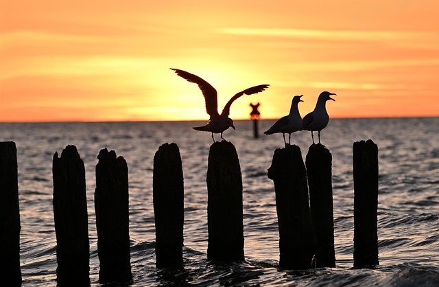 west indies vs pakistan