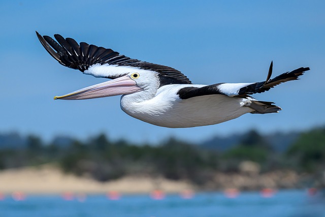 australia vs west indies