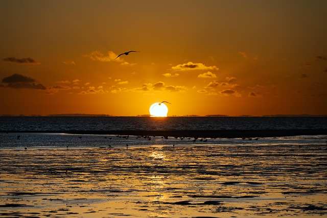 australia vs west indies