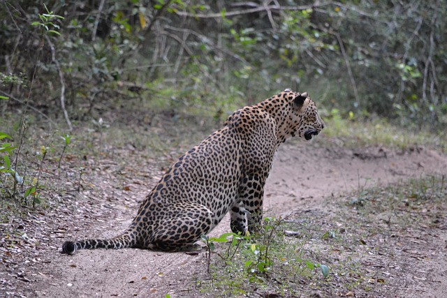 bangladesh vs sri lanka