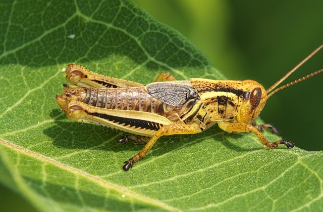 When to Overhaul: Cricket Team’s Strategic Guideposts