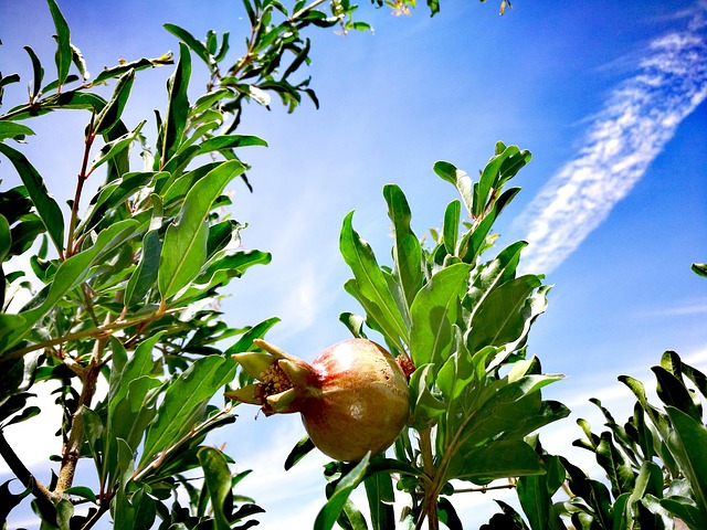 Navigating Iran: Solving Common Travel Issues with Insider Tips