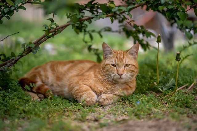 Mastering Persian: A Cultural Journey Through Iran’s Language