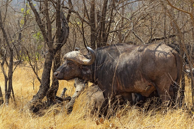 Plan Your Dream Safari in South Africa’s Kruger National Park